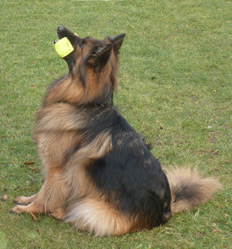 german shepherd dog
