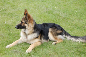 members dog