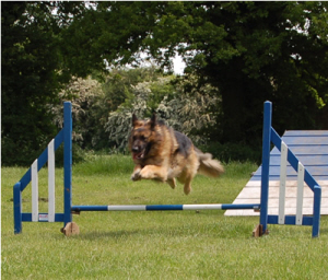 gsd agility