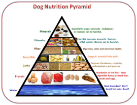dog_food_analysis