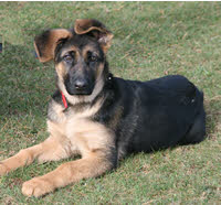 GSD Puppy